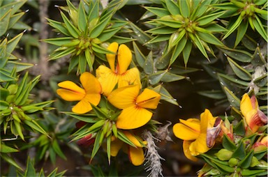 APII jpeg image of Pultenaea rigida  © contact APII