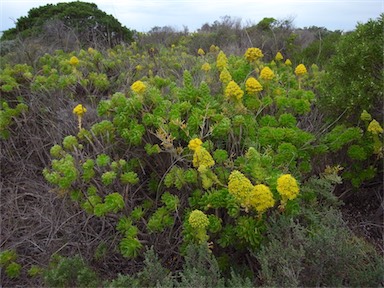 APII jpeg image of Aeonium arboreum  © contact APII