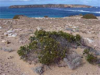 APII jpeg image of Leucopogon parviflorus  © contact APII