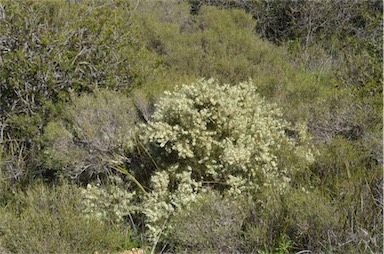 APII jpeg image of Hakea rugosa  © contact APII