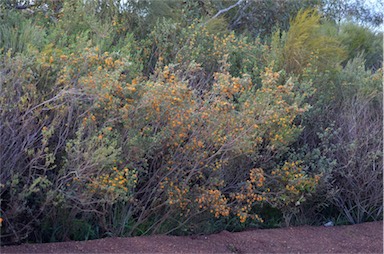 APII jpeg image of Pultenaea tenuifolia  © contact APII