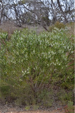 APII jpeg image of Myoporum viscosum  © contact APII