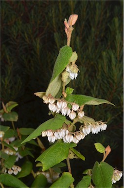 APII jpeg image of Lasiopetalum schulzenii  © contact APII