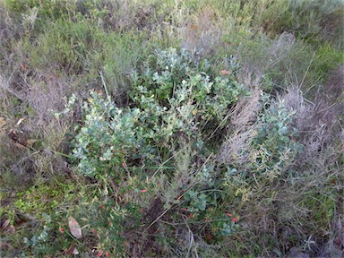 APII jpeg image of Grevillea ilicifolia subsp. ilicifolia  © contact APII