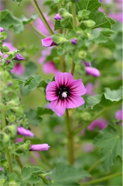 APII jpeg image of Malva arborea  © contact APII