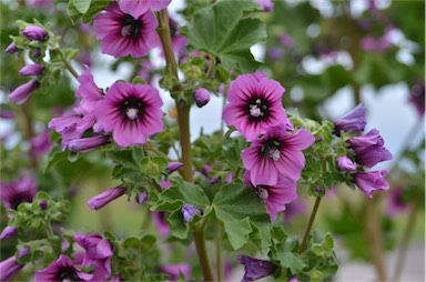 APII jpeg image of Malva arborea  © contact APII