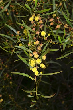 APII jpeg image of Acacia dodonaeifolia  © contact APII