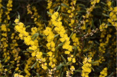 APII jpeg image of Acacia farinosa  © contact APII