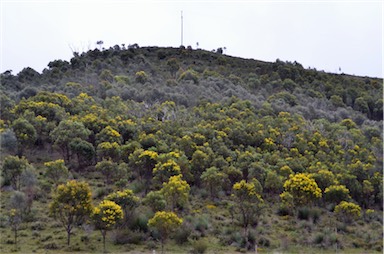 APII jpeg image of Acacia pycnantha  © contact APII