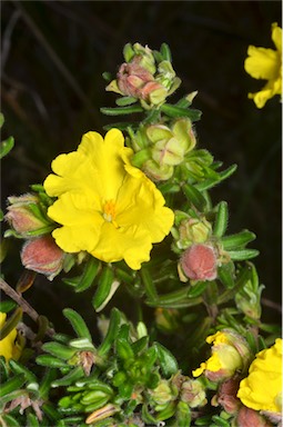 APII jpeg image of Hibbertia platyphylla subsp. major  © contact APII