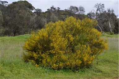 APII jpeg image of Acacia euthycarpa subsp. euthycarpa  © contact APII