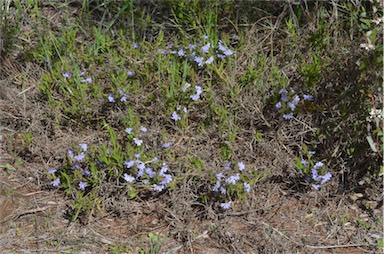 APII jpeg image of Scaevola linearis subsp. linearis  © contact APII