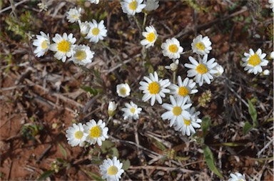 APII jpeg image of Rhodanthe corymbiflora  © contact APII