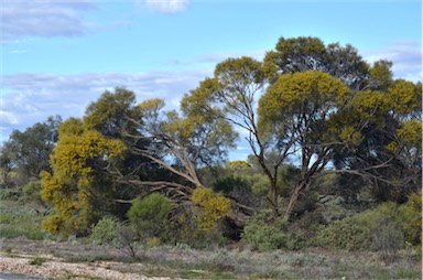 APII jpeg image of Acacia loderi  © contact APII