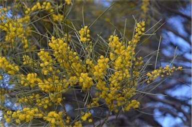 APII jpeg image of Acacia loderi  © contact APII