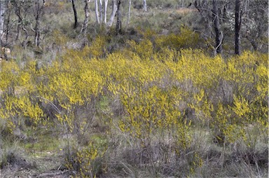 APII jpeg image of Acacia dawsonii  © contact APII