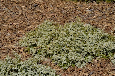 APII jpeg image of Leptospermum polygalifolium 'Little Bun'  © contact APII