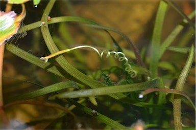 APII jpeg image of Vallisneria nana  © contact APII