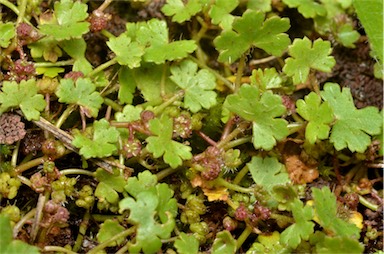 APII jpeg image of Hydrocotyle sibthorpioides  © contact APII