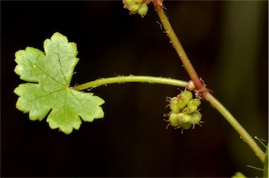 APII jpeg image of Hydrocotyle sibthorpioides  © contact APII