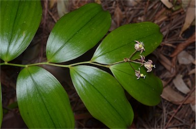 APII jpeg image of Kuntheria pedunculata  © contact APII