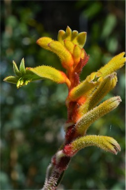 APII jpeg image of Anigozanthos 'Bush Tenacity'  © contact APII