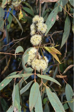 APII jpeg image of Eucalyptus radiata subsp. radiata  © contact APII