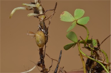 APII jpeg image of Marsilea costulifera  © contact APII