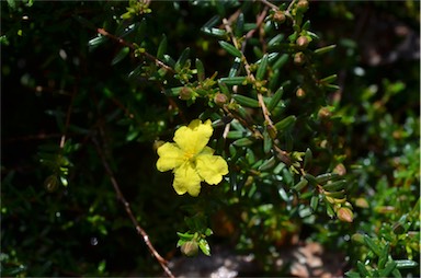 APII jpeg image of Hibbertia basaltica  © contact APII