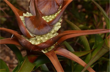 APII jpeg image of Richea dracophylla  © contact APII