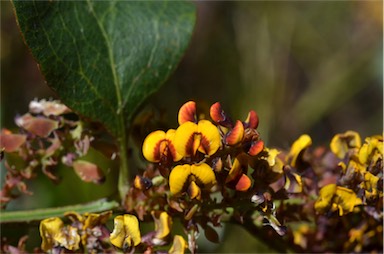 APII jpeg image of Daviesia latifolia  © contact APII