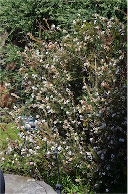 APII jpeg image of Epacris lanuginosa  © contact APII