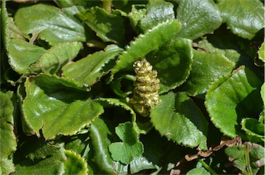 APII jpeg image of Gunnera cordifolia  © contact APII