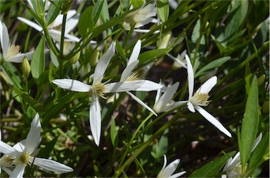 APII jpeg image of Clematis 'Garden Surprise'  © contact APII