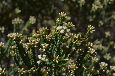 APII jpeg image of Ozothamnus reflexifolius  © contact APII