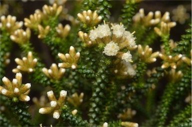 APII jpeg image of Ozothamnus reflexifolius  © contact APII