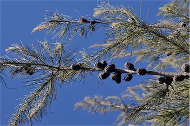 APII jpeg image of Allocasuarina duncanii  © contact APII