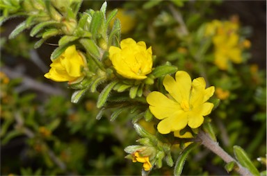 APII jpeg image of Hibbertia hirticalyx  © contact APII