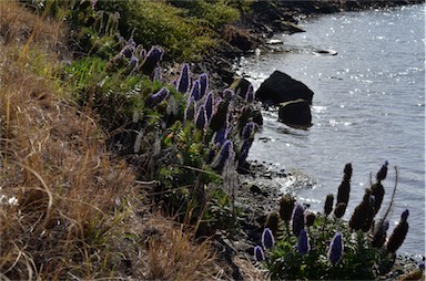 APII jpeg image of Echium candicans  © contact APII