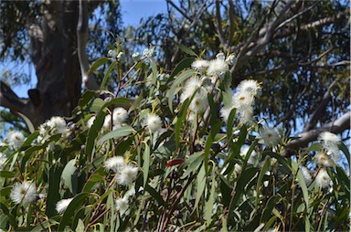 APII jpeg image of Eucalyptus globulus subsp. globulus  © contact APII