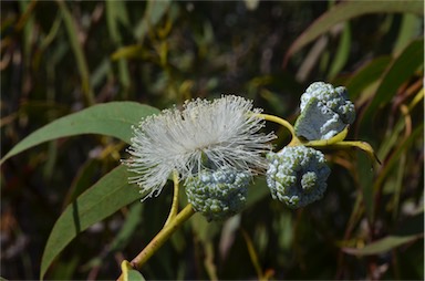 APII jpeg image of Eucalyptus globulus subsp. globulus  © contact APII