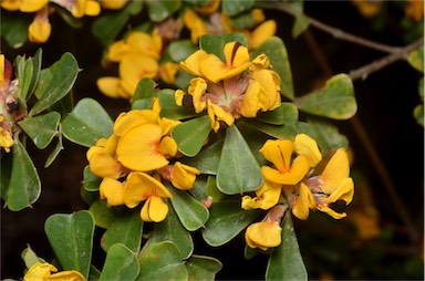 APII jpeg image of Pultenaea daphnoides  © contact APII