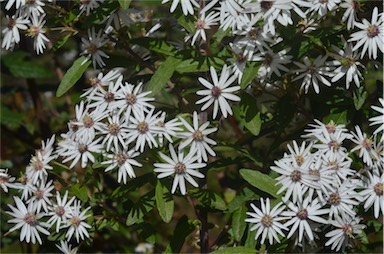 APII jpeg image of Olearia phlogopappa subsp. phlogopappa  © contact APII