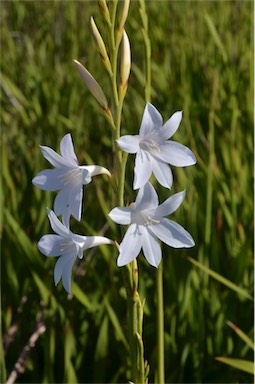 APII jpeg image of Watsonia versfeldii  © contact APII