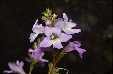 APII jpeg image of Euphrasia collina subsp. collina  © contact APII