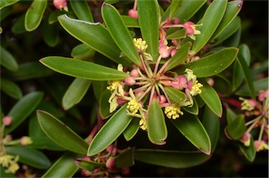 APII jpeg image of Tasmannia lanceolata  © contact APII