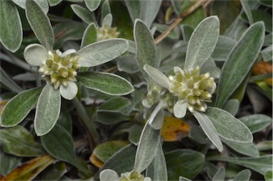 APII jpeg image of Euchiton umbricola  © contact APII