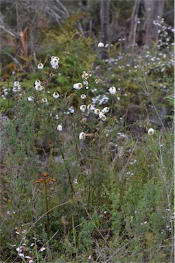 APII jpeg image of Epacris lanuginosa  © contact APII