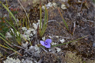 APII jpeg image of Patersonia fragilis  © contact APII