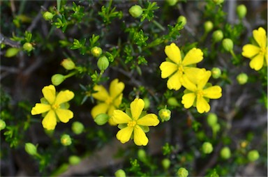 APII jpeg image of Hibbertia acicularis  © contact APII